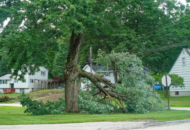 Best Tree Branch Trimming  in Fox Lake, IL